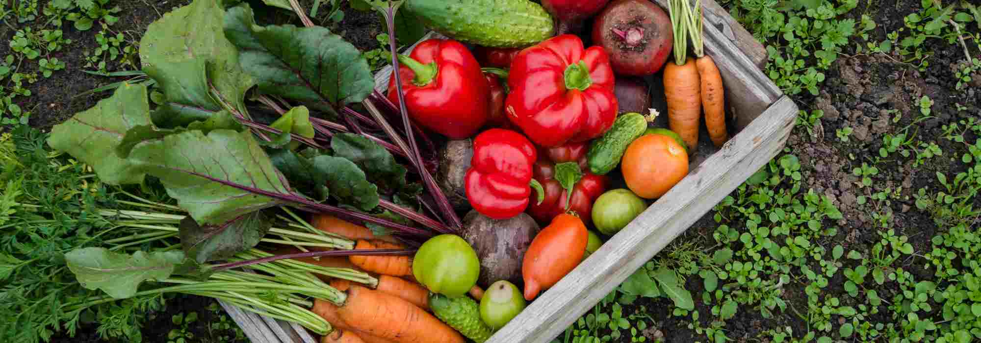 Cultiver un potager sans eau : utopie ou réalité ?