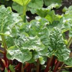 Les plantes répulsives à utiliser en purin et décoction pour protéger les cultures