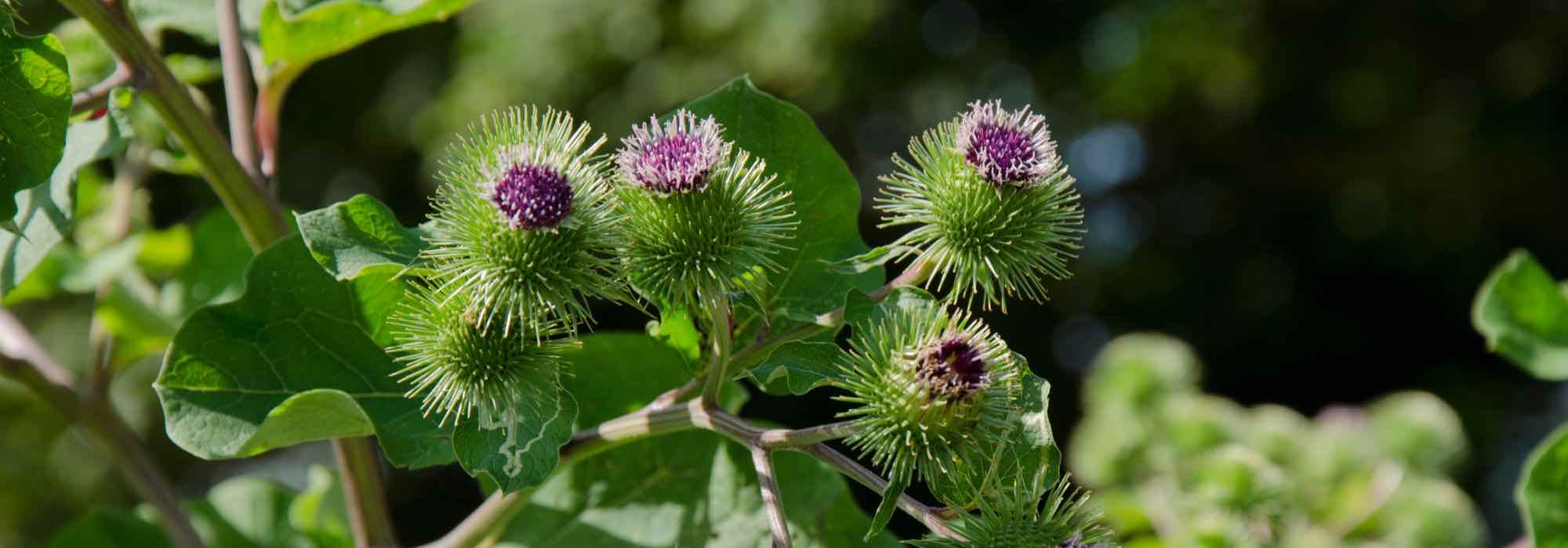 Les fongicides naturels à utiliser en purin et décoction