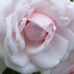 Cultiver des rosiers à mi-ombre : c'est possible !