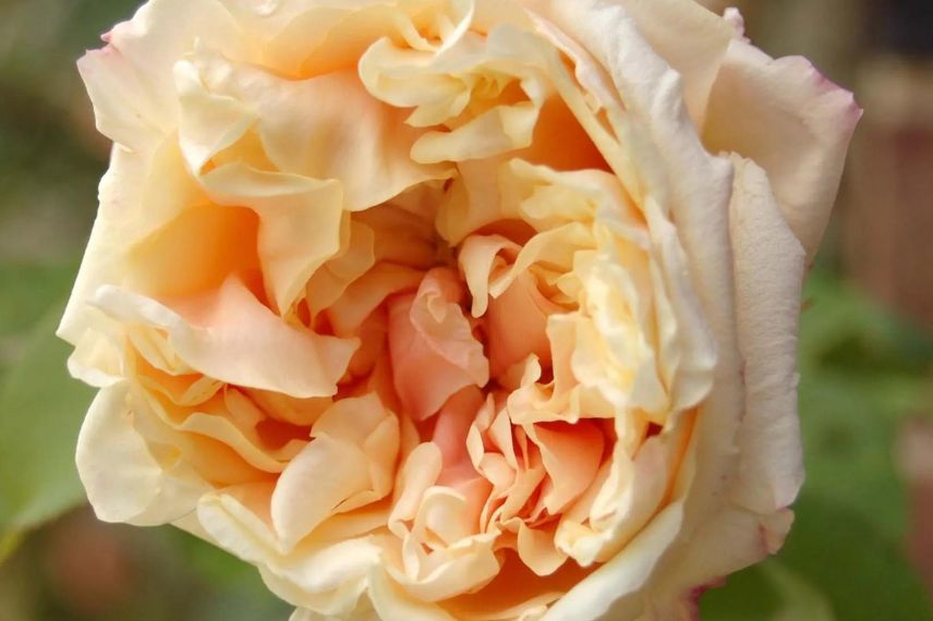 Rosier grimpant Gloire de Dijon