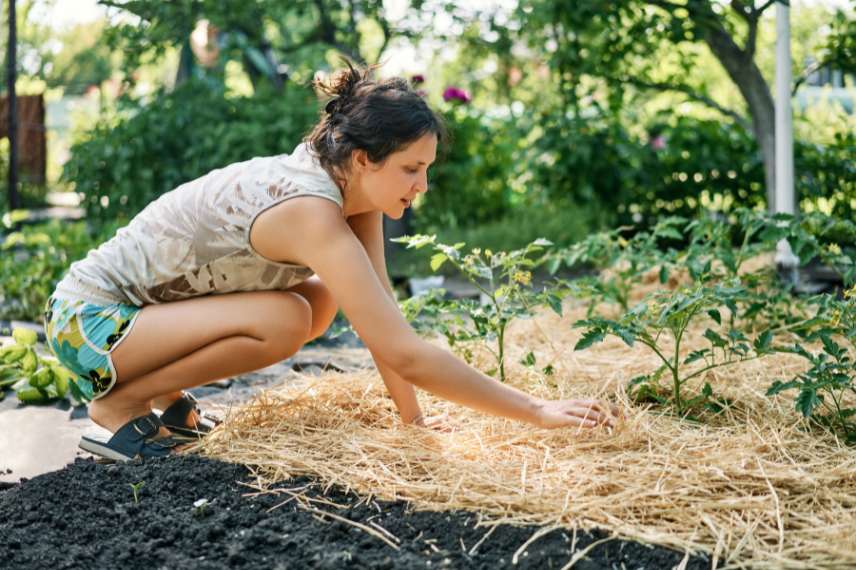 tomates sans arrosage paillage