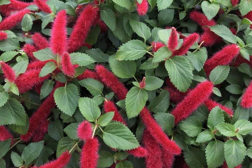 floraison d'Acalypha pendula