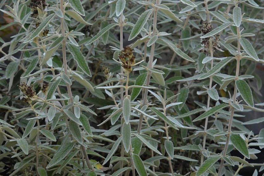 feuillage gris de buddleia