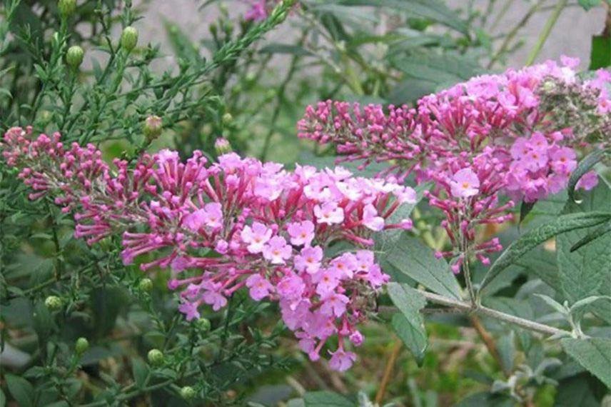 inflorescences roses de buddleia