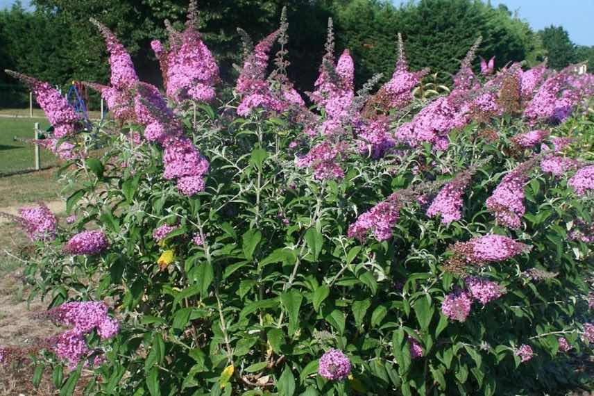 buisson de buddleia à fleurs roses