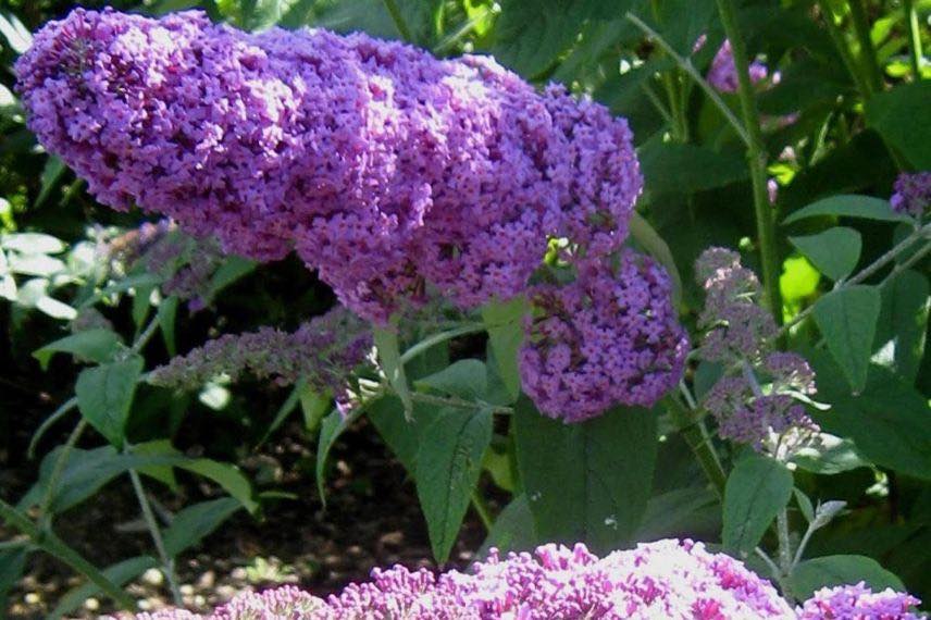 fleurs roses de buddleia