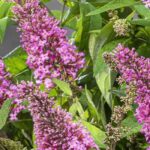 Les meilleurs arbres à papillons roses pour le jardin