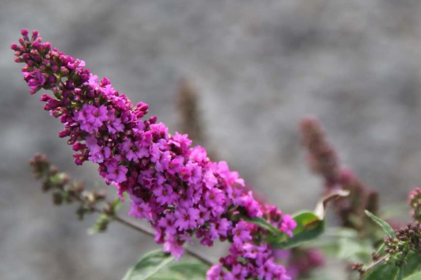 Fleur rose foncé de buddleia