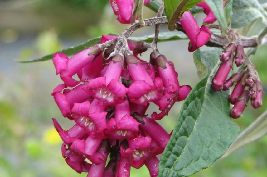 fleur de buddleia botanique