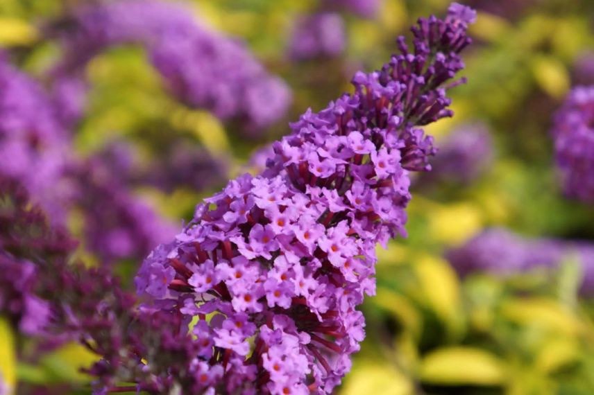 fleurs violettes de buddleia
