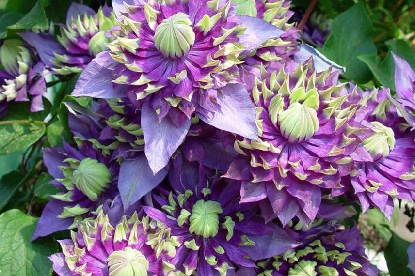 fleurs de Clematite Taiga