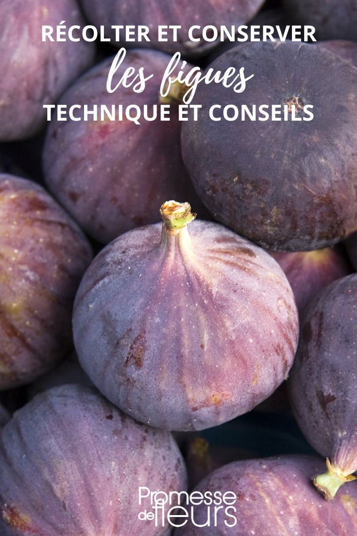 conservation et récolte des figues