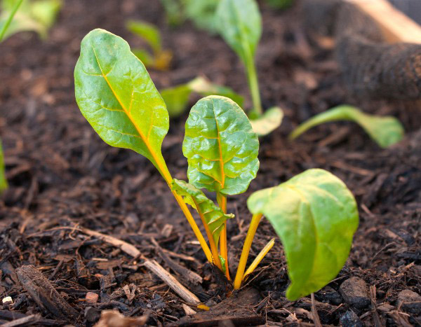 Comment semer les blettes ?