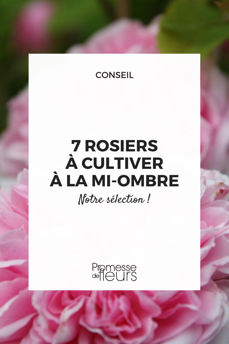 Rosier 'Jacques Cartier'