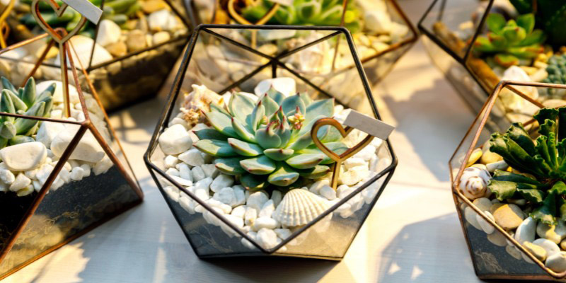 Mini-terrarium plantes succulentes