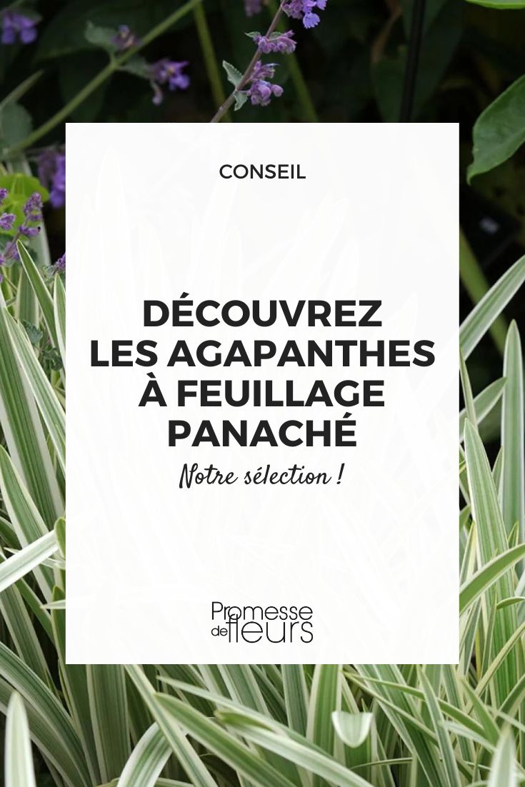 Agapanthe 'Silver Moon'