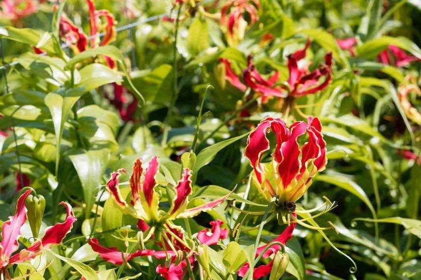 fleurs de Gloriosa rothschildiana