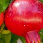 Grenadier à fruits : les meilleures variétés