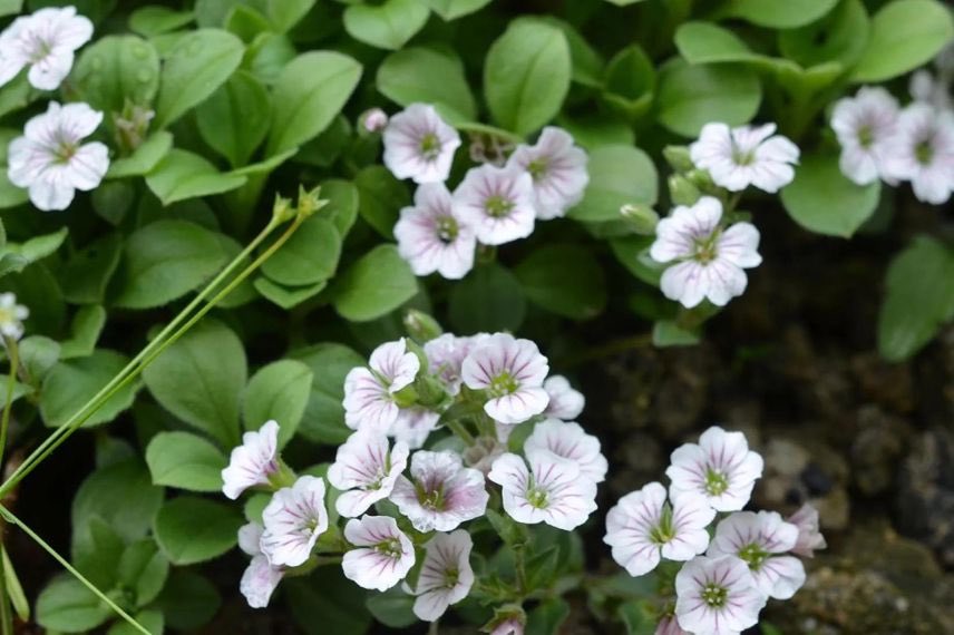 fleurs blanches de gypsophile