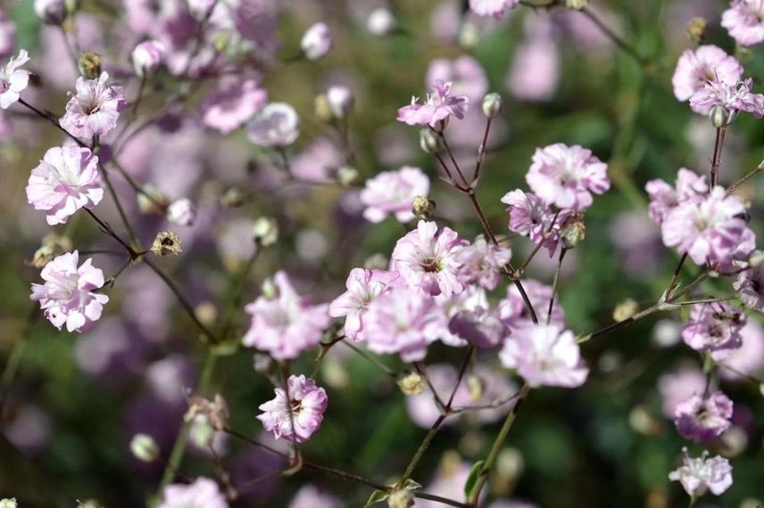 fleurs roses de Gypsophyle