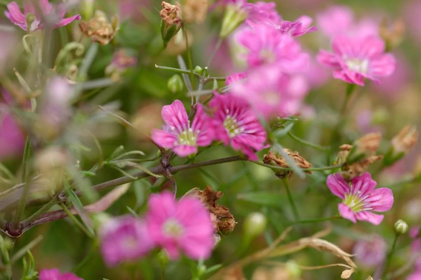 fleurs rose foncé de gypsophile