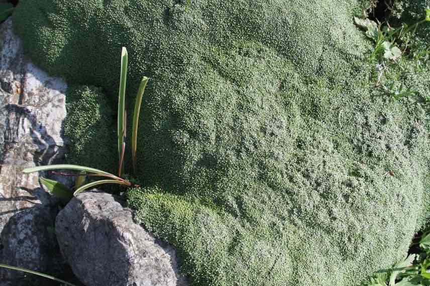 feuillage de gypsophile aretioides