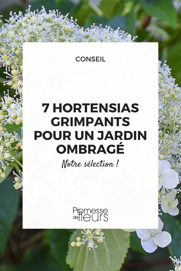 hortensia Flying Saucer