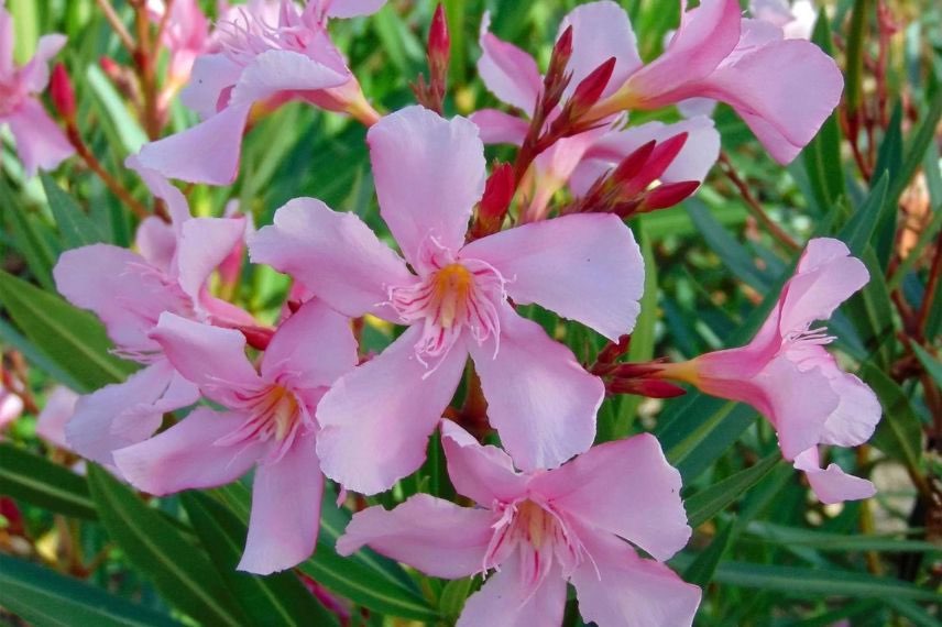 fleurs roses de nerium olander