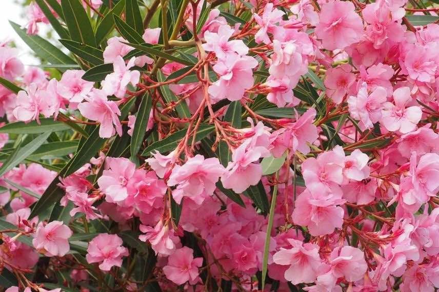 buisson de laurier rose