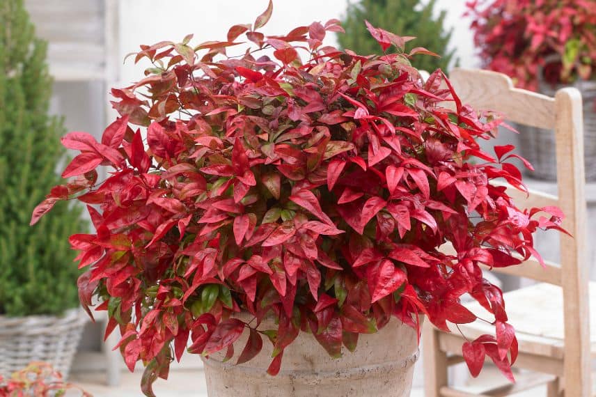feuillage flamboyant pour ce Nandina domestica 'Blush Pink'