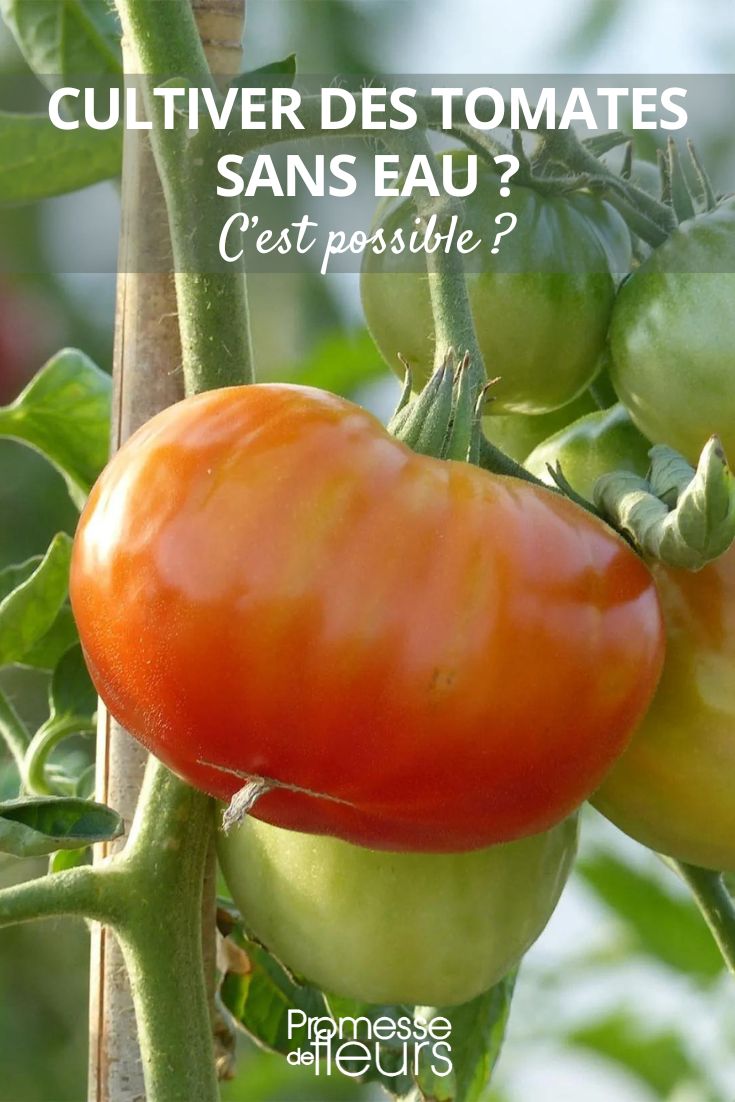 des tomates sans arrosages