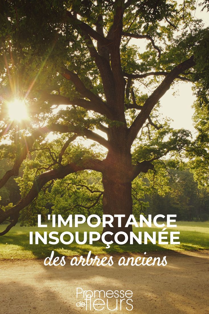 les vieux arbres bénéfiques pour le jardin