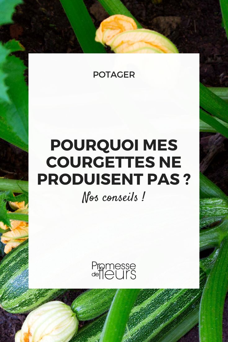 des courgettes au jardin