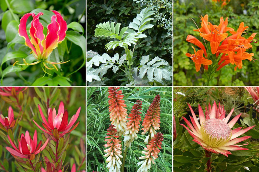 Quelles plantes installer dans un jardin tendance "Safari végétal"