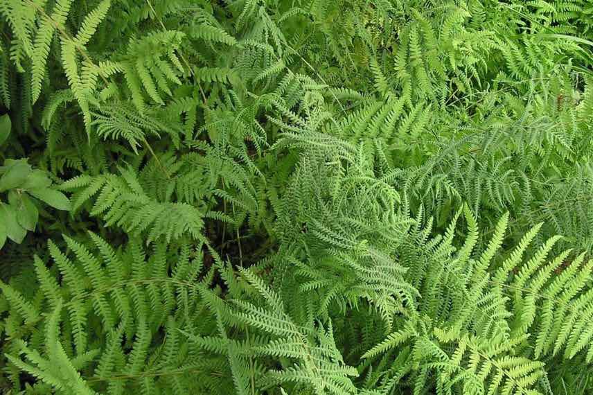 fougere aquatique - Thelypteris palustris