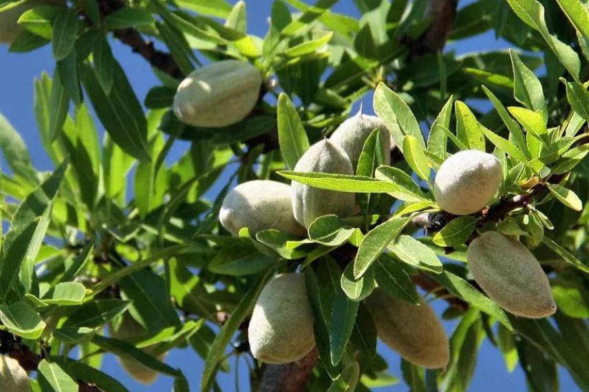 amandier meilleures variétés