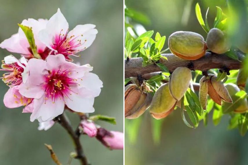 amandier meilleures variétés