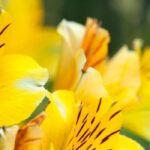 Comment associer les fleurs jaunes au jardin ?