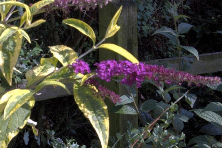 fleur violette de buddleia à feuillage jaune