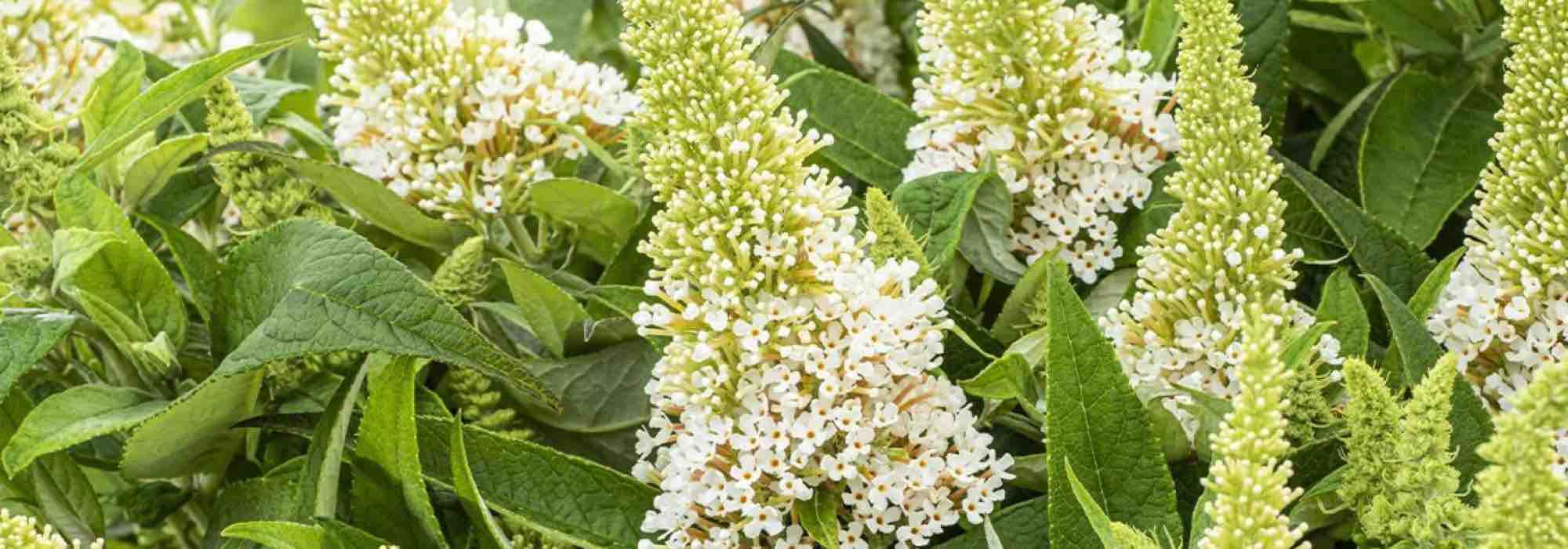 Les meilleurs Arbres à papillons blancs pour un jardin fleuri