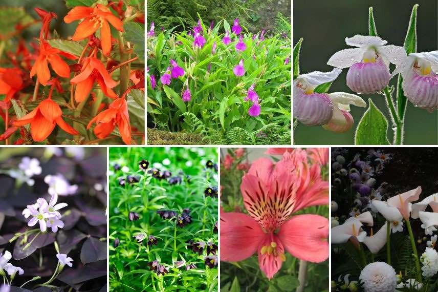 differents bulbes à floraison estivale pour l'ombre