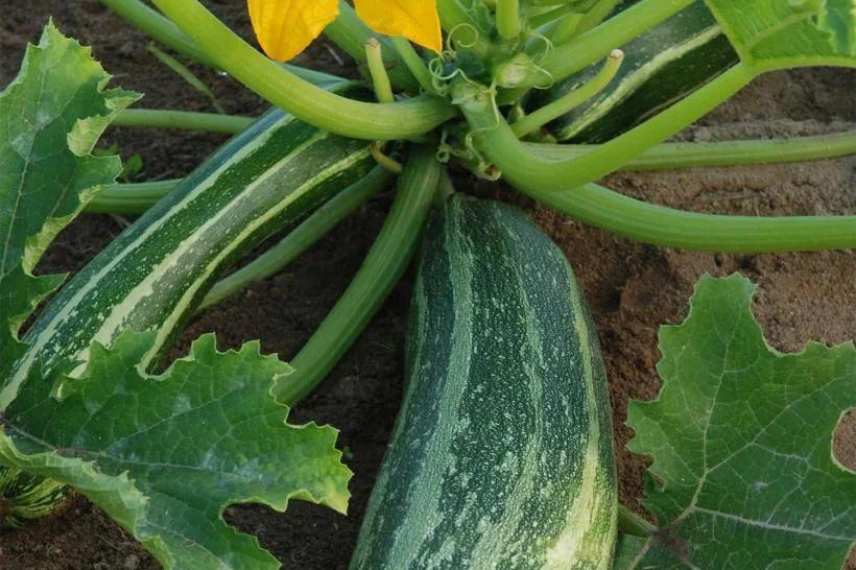 meilleures variétés de courgette