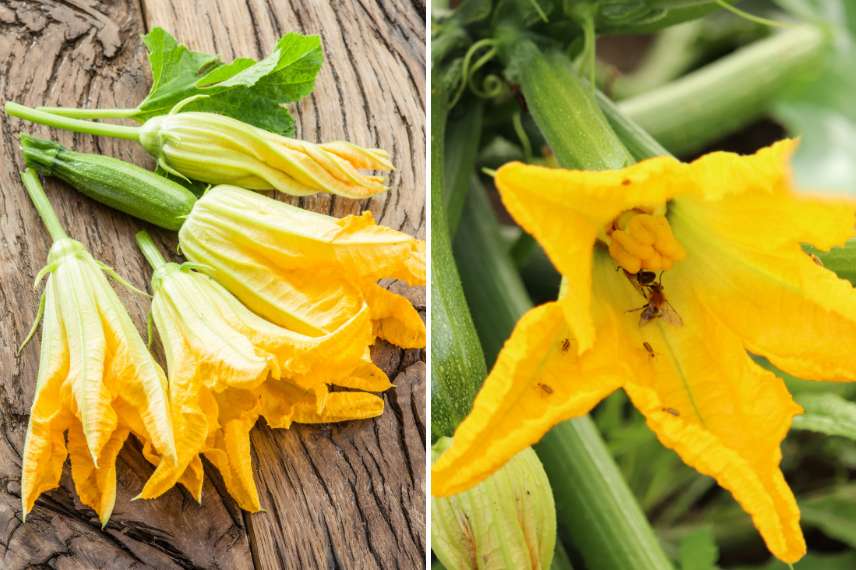 courgette qui ne produit pas 