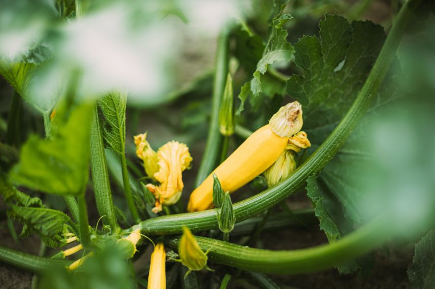 courgettes qui ne produisent pas de fruits