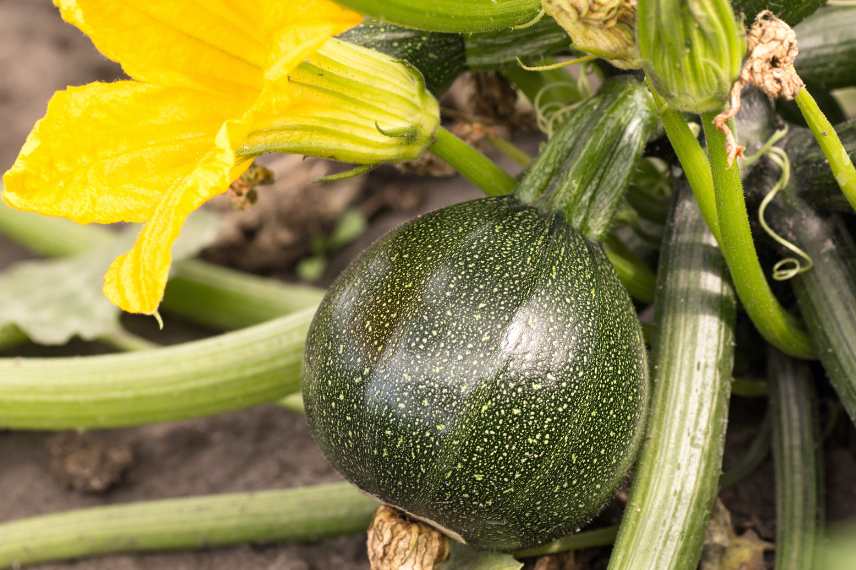 meilleures variétés de courgettes