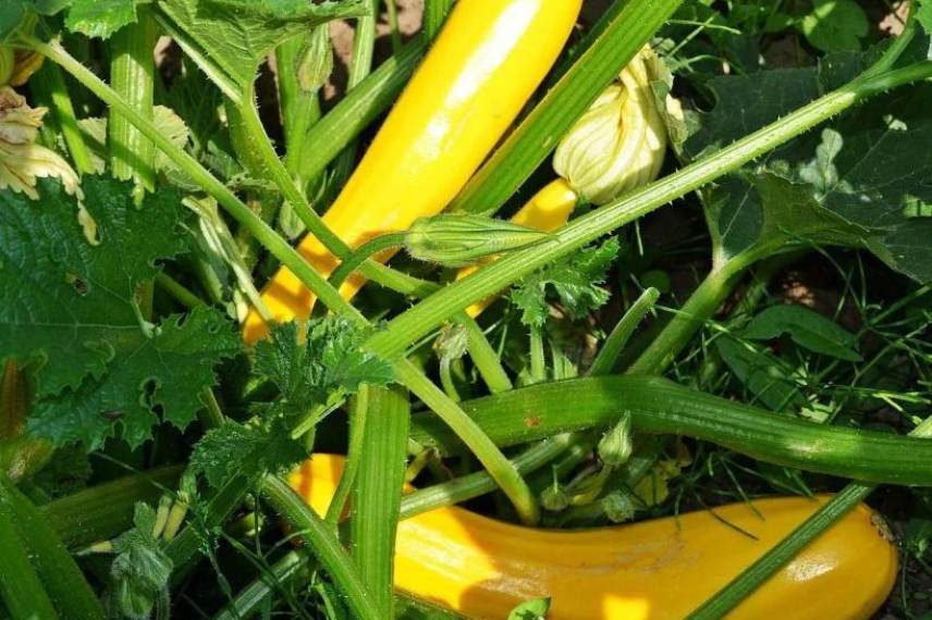 meilleures variétés de courgettes