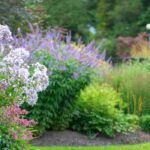 Comment entretenir votre jardin en été ?