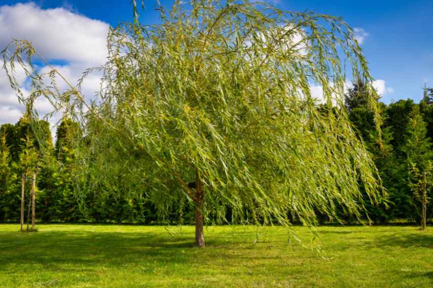 ou planter les arbres dans un jardin