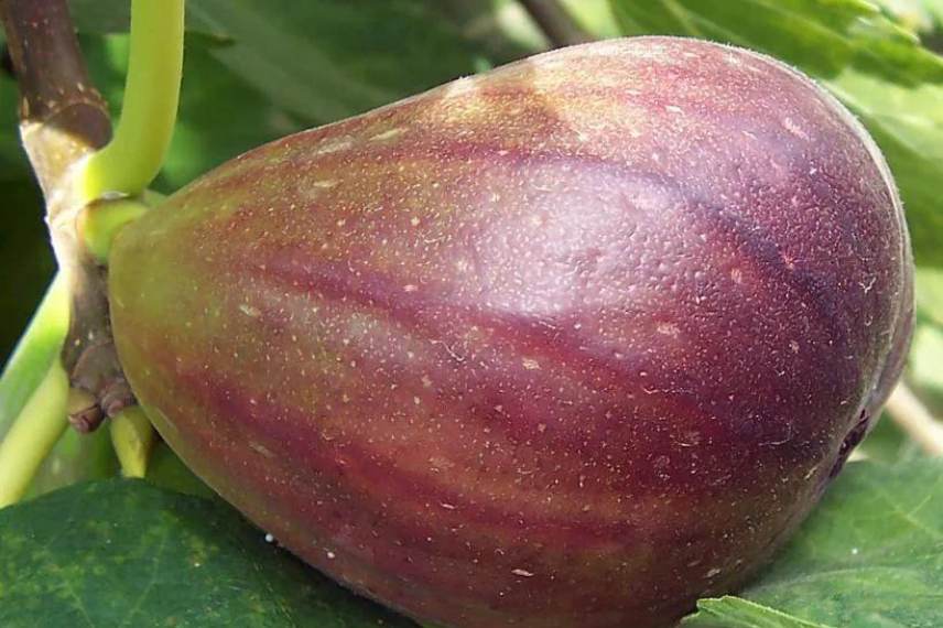 figuiers : meilleures variétés